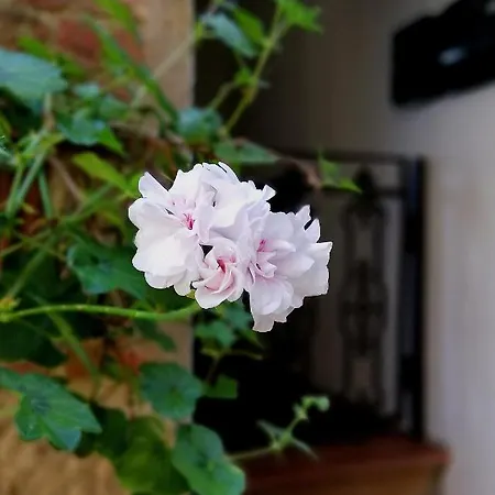 Apartment La Spelonca Degli Asini