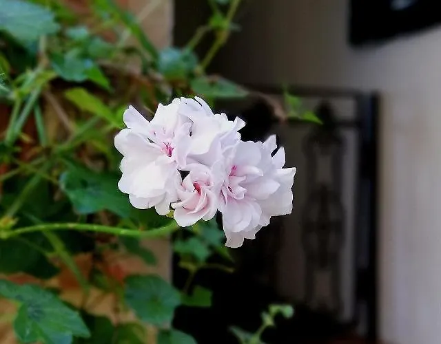 Διαμέρισμα La Spelonca Degli Asini